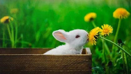 四虎最新地域网名2021免费苹果|2021地域网名潮流解析与领取福利