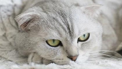 别让拖延吞噬你的热情:用晨星Habit把每一天过成自己想要的样子